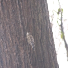 Cormobates leucophaea at Goulburn, NSW - 3 Jul 2022