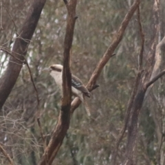 Dacelo novaeguineae (Laughing Kookaburra) at Goulburn, NSW - 2 Jul 2022 by Rixon