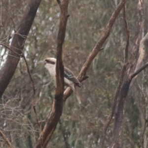 Dacelo novaeguineae at Goulburn, NSW - 2 Jul 2022