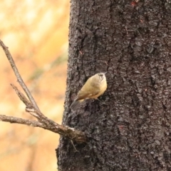 Acanthiza chrysorrhoa at Goulburn, NSW - 3 Jul 2022