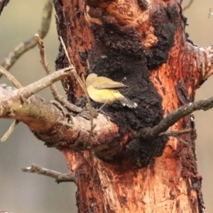 Acanthiza chrysorrhoa at Goulburn, NSW - 3 Jul 2022