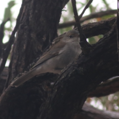 Colluricincla harmonica (Grey Shrikethrush) at Goulburn, NSW - 3 Jul 2022 by Rixon