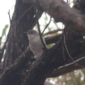 Colluricincla harmonica at Goulburn, NSW - 3 Jul 2022