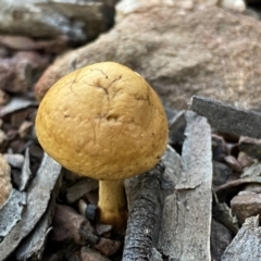 Unidentified Cap on a stem; gills below cap [mushrooms or mushroom-like] at QPRC LGA - 3 Jul 2022 by Steve_Bok