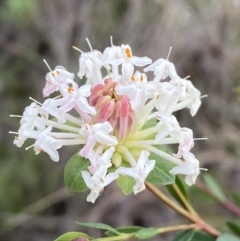 Pimelea linifolia subsp. linifolia (Queen of the Bush, Slender Rice-flower) at Googong, NSW - 3 Jul 2022 by SteveBorkowskis
