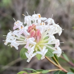 Pimelea linifolia subsp. linifolia (Queen of the Bush, Slender Rice-flower) at QPRC LGA - 3 Jul 2022 by Steve_Bok