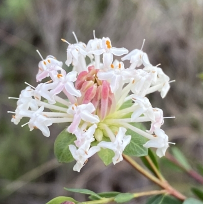 Pimelea linifolia subsp. linifolia (Queen of the Bush, Slender Rice-flower) at QPRC LGA - 3 Jul 2022 by Steve_Bok