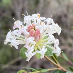 Pimelea linifolia subsp. linifolia (Queen of the Bush, Slender Rice-flower) at Googong, NSW - 3 Jul 2022 by Steve_Bok