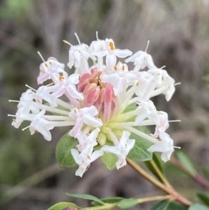 Pimelea linifolia subsp. linifolia at Googong, NSW - 3 Jul 2022