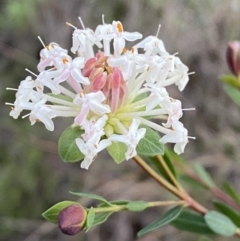 Pimelea linifolia subsp. linifolia at Googong, NSW - 3 Jul 2022 04:24 PM