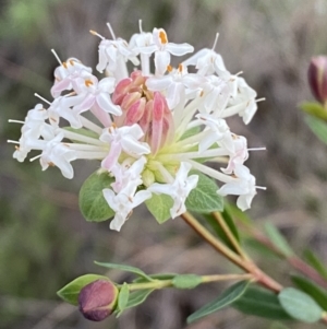 Pimelea linifolia subsp. linifolia at Googong, NSW - 3 Jul 2022