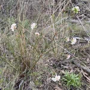 Pimelea linifolia subsp. linifolia at Googong, NSW - 3 Jul 2022