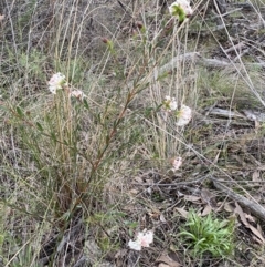 Pimelea linifolia subsp. linifolia at Googong, NSW - 3 Jul 2022 04:24 PM