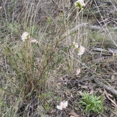 Pimelea linifolia subsp. linifolia at Googong, NSW - 3 Jul 2022