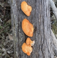 Trametes coccinea (Scarlet Bracket) at QPRC LGA - 3 Jul 2022 by Steve_Bok