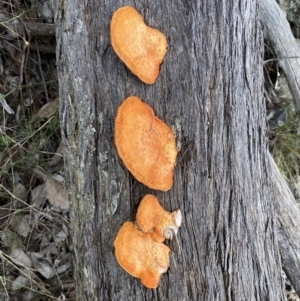 Trametes coccinea at Googong, NSW - 3 Jul 2022 04:00 PM