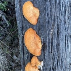 Trametes coccinea at Googong, NSW - 3 Jul 2022 04:00 PM