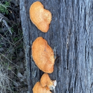 Trametes coccinea at Googong, NSW - 3 Jul 2022 04:00 PM