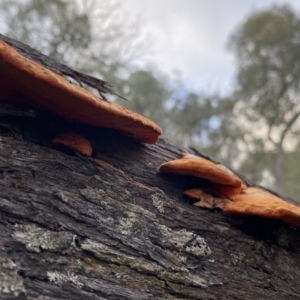 Trametes coccinea at Googong, NSW - 3 Jul 2022 04:00 PM