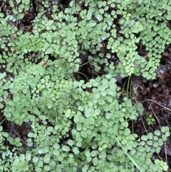 Adiantum aethiopicum (Common Maidenhair Fern) at Googong, NSW - 3 Jul 2022 by Steve_Bok