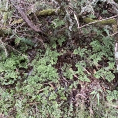 Adiantum aethiopicum at Googong, NSW - suppressed