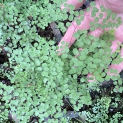 Adiantum aethiopicum at Googong, NSW - suppressed