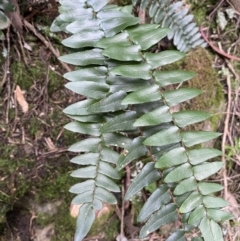 Pellaea calidirupium (Hot Rock Fern) at Googong, NSW - 3 Jul 2022 by SteveBorkowskis