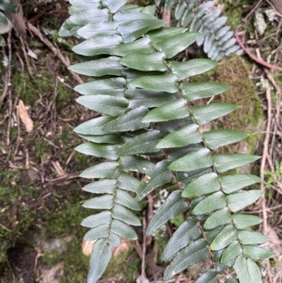 Pellaea calidirupium (Hot Rock Fern) at Googong, NSW - 3 Jul 2022 by SteveBorkowskis