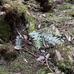 Pellaea calidirupium at Googong, NSW - 3 Jul 2022