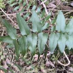 Pellaea calidirupium (Hot Rock Fern) at Googong, NSW - 3 Jul 2022 by SteveBorkowskis