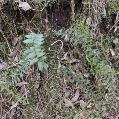 Pellaea calidirupium at Googong, NSW - 3 Jul 2022