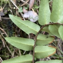 Pellaea calidirupium at Googong, NSW - 3 Jul 2022