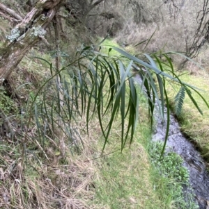 Acacia implexa at Googong, NSW - 3 Jul 2022