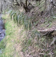 Acacia implexa at Googong, NSW - 3 Jul 2022