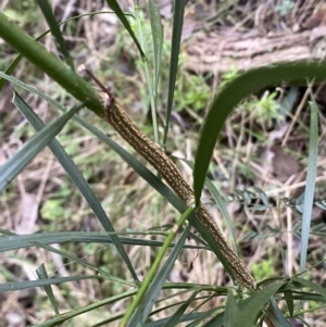 Acacia implexa at Googong, NSW - 3 Jul 2022