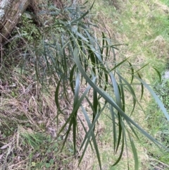Acacia implexa at Googong, NSW - 3 Jul 2022