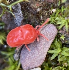 Trombidiidae (family) (Red velvet mite) at QPRC LGA - 3 Jul 2022 by Steve_Bok