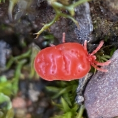 Trombidiidae (family) at Googong, NSW - 3 Jul 2022 02:47 PM