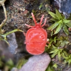 Trombidiidae (family) at Googong, NSW - 3 Jul 2022