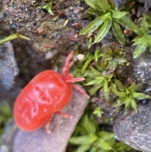 Trombidiidae (family) at Googong, NSW - 3 Jul 2022