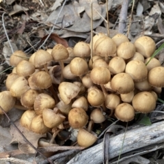 Mycena sp. (genus) (Mycena) at Googong, NSW - 3 Jul 2022 by SteveBorkowskis