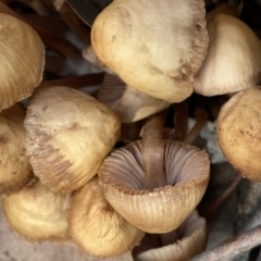 Mycena sp. at Googong, NSW - 3 Jul 2022