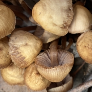 Mycena sp. at Googong, NSW - 3 Jul 2022