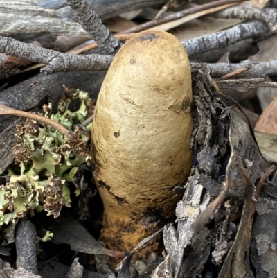 Pisolithus sp. (Pisolithus) at Googong, NSW - 3 Jul 2022 by Steve_Bok