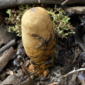 Pisolithus sp. at Googong, NSW - 3 Jul 2022