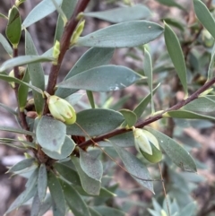 Styphelia triflora (Five-corners) at Jerrabomberra, NSW - 3 Jul 2022 by SteveBorkowskis