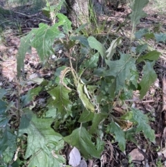 Solanum cinereum at Jerrabomberra, NSW - 3 Jul 2022