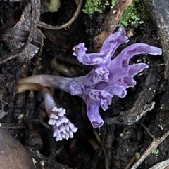 Ramaria versatilis at Jerrabomberra, NSW - 3 Jul 2022 by SteveBorkowskis