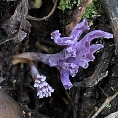 Unidentified Coralloid fungus, markedly branched (TBC) at Jerrabomberra, NSW - 3 Jul 2022 by Steve_Bok