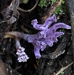 Ramaria versatilis at QPRC LGA - 3 Jul 2022